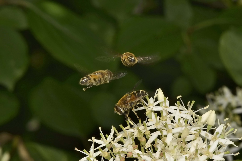 Corteggiamento di syrphidae? 